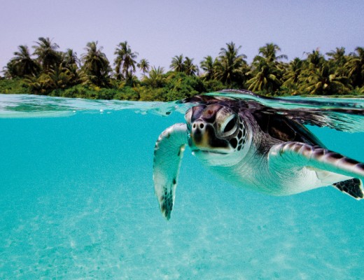 Turtle at Amillafushi