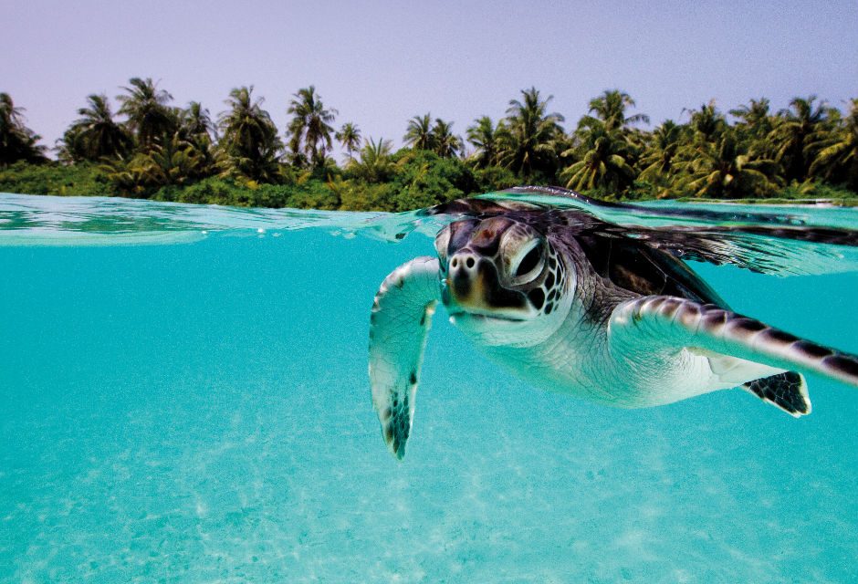 Turtle at Amillafushi