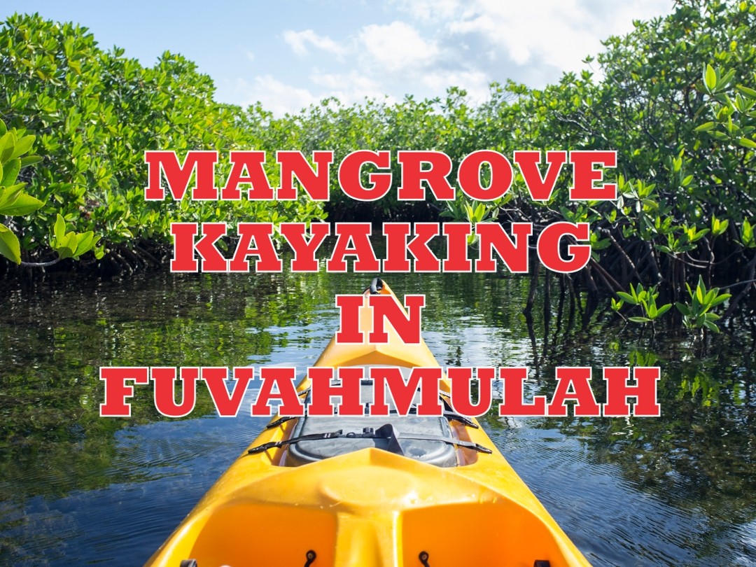 Mangrove Kayaking