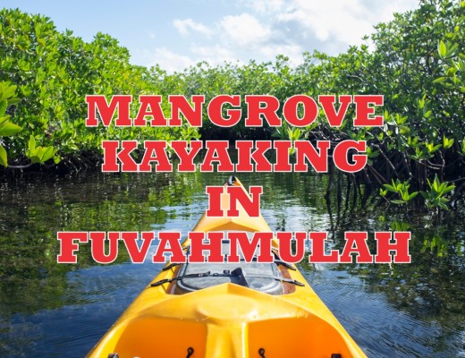 Mangrove Kayaking