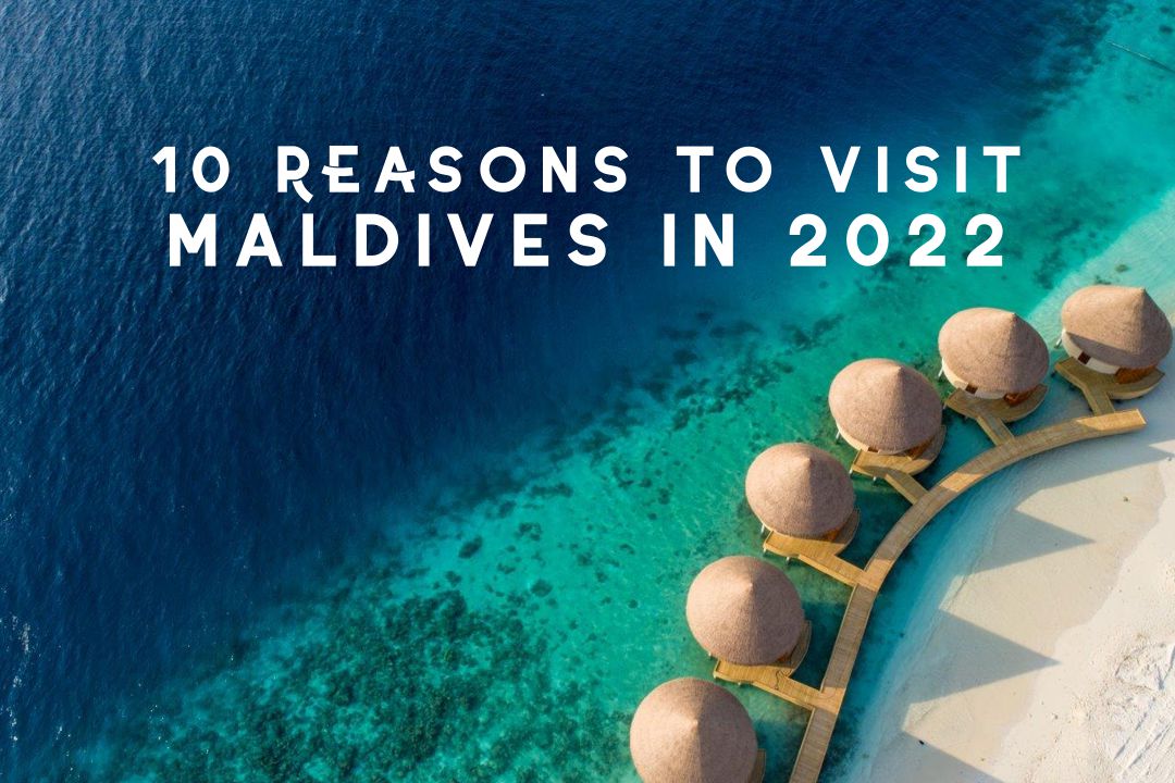 2022reasonsmaldivestitle