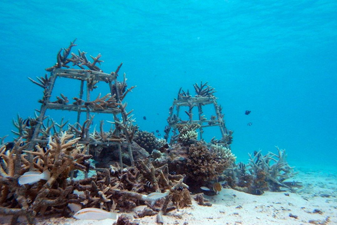 coralregenaration